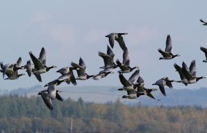 Barnacle-goose-flock